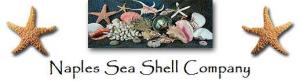 Naples Sea Shell
