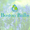 Boston Bulbs Wholesale