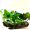 Java Plants Logo