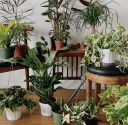 Plant Decor Shop