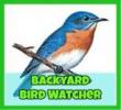 Backyard Bird Watcher
