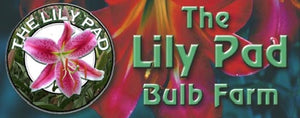Lilypadbulbs