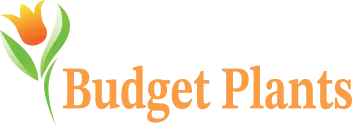 Budgetplants.com