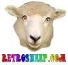 Retrosheep