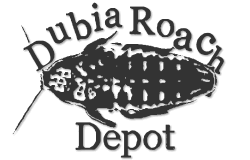 Dubia Roach Depot