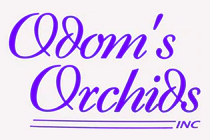 Odom's Orchids