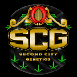 Second City Genetics