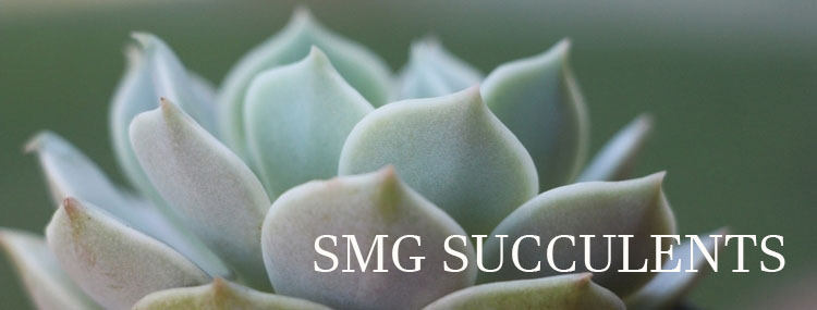 Smg Succulents