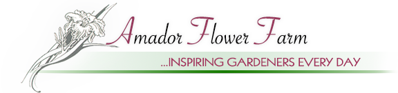 Amador Flower Farm