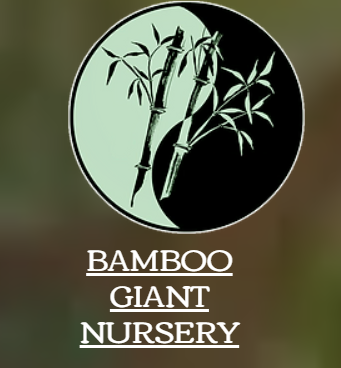 Bamboo Giant