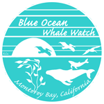Blue Ocean Whale Watch