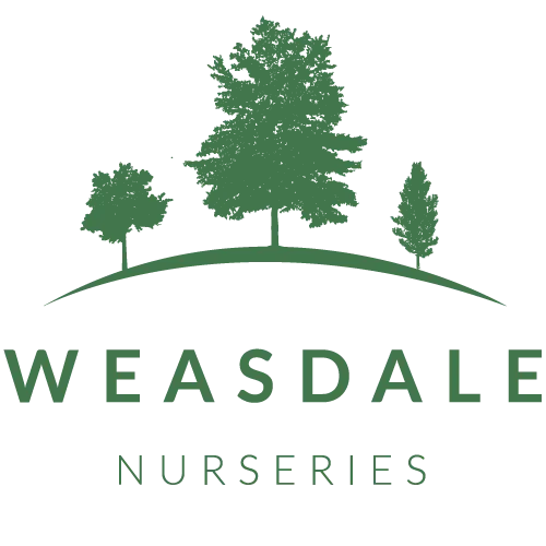 Weasdale