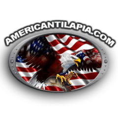 American Tilapia