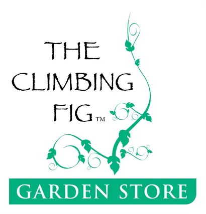 The Climbing Fig