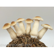 Mushrooms.com